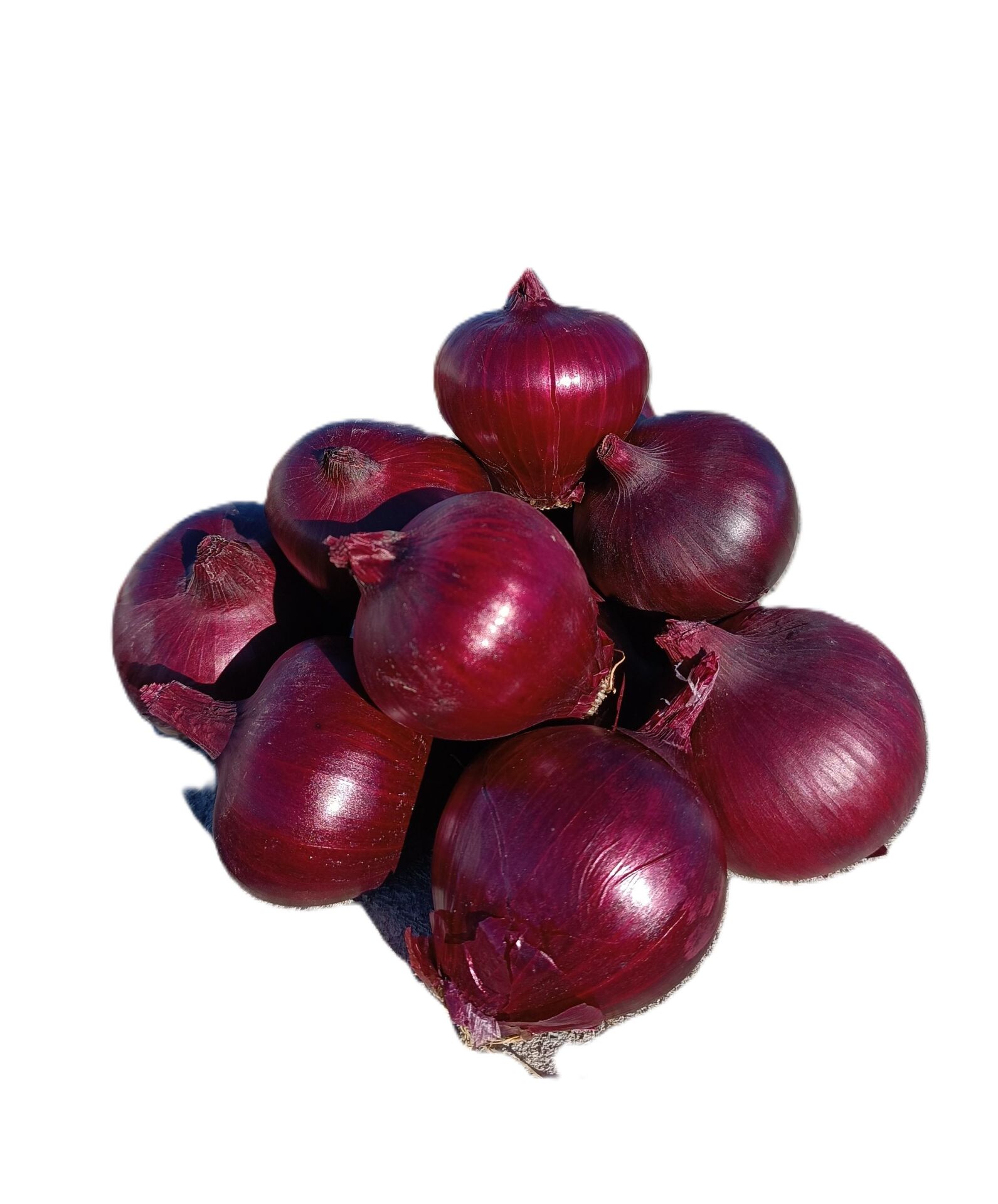 Balık Moru Soğan